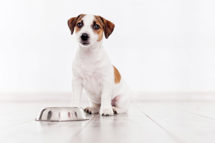 食器の前で正面を見つめながら座っている犬