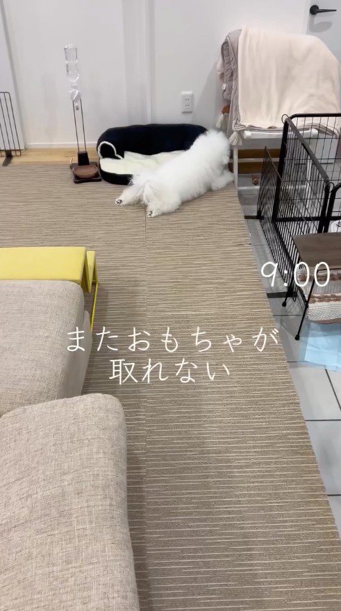 隙間に入ってしまったおもちゃを取ろうと這う犬