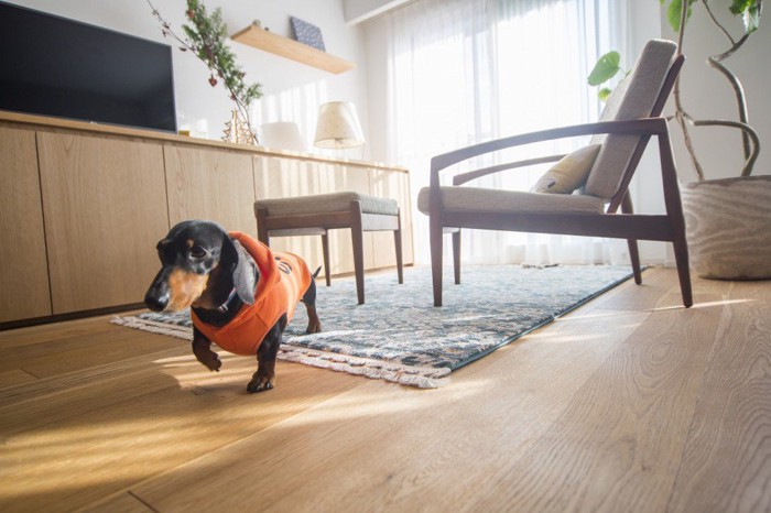 部屋の中を闊歩するダックスフンド
