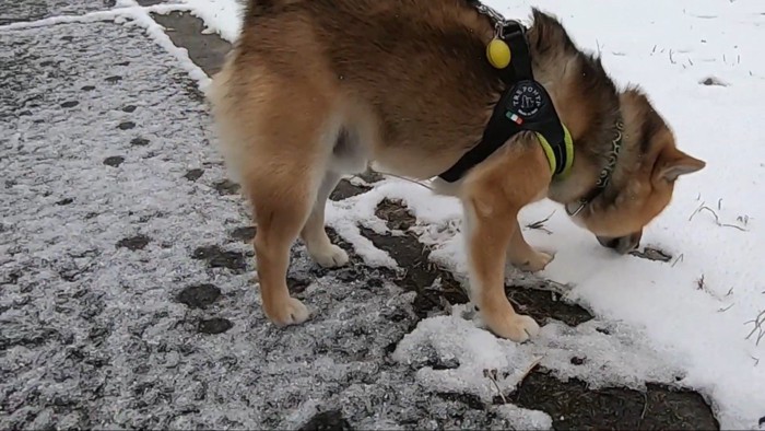 初めての雪に喜ぶおにぎり君5