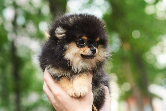人の手に抱っこされているポメラニアンの子犬