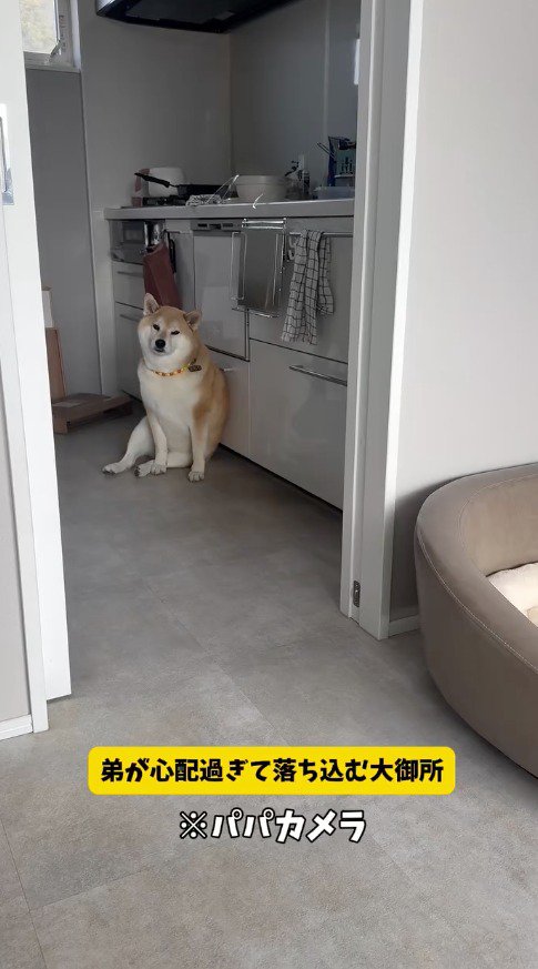 キッチンの床に座り込む柴犬