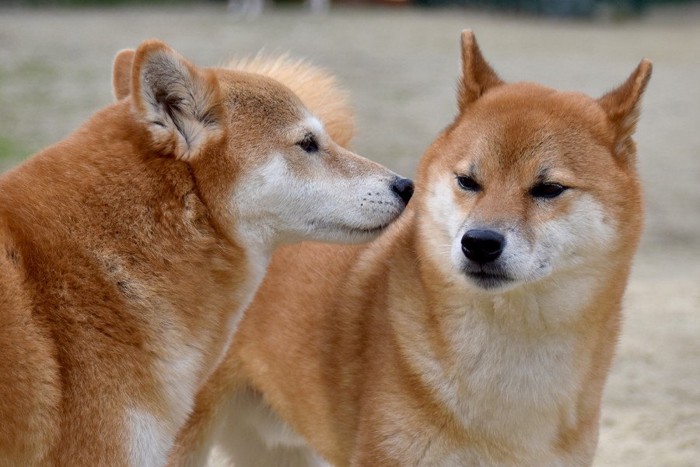 相手のにおいを嗅ぐ柴犬