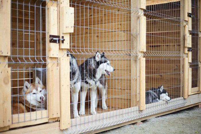 木製のケージの中にいる数頭のハスキー犬