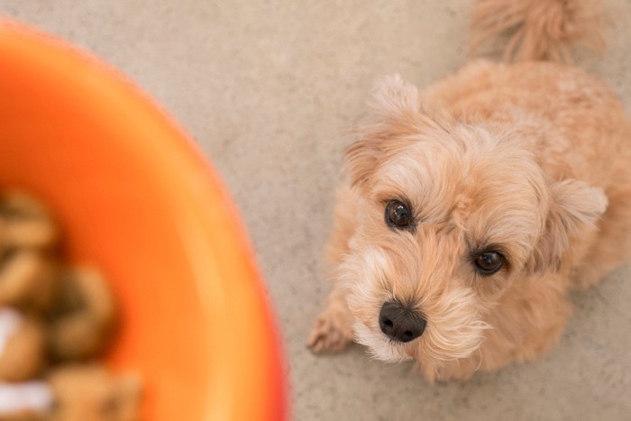 ドッグフードを見上げる犬