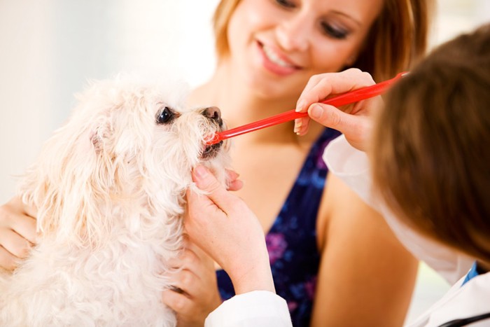 歯ブラシを加えて並ぶ3匹の犬