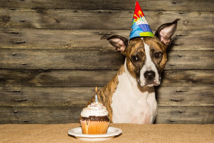 カップケーキを横目で見ている犬