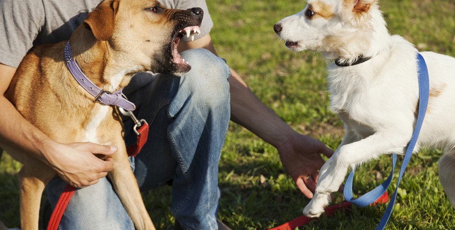 吠える犬とそれに怯える犬