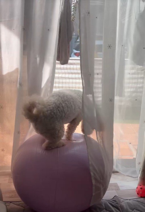 「見て、こんなこともできるよ～」