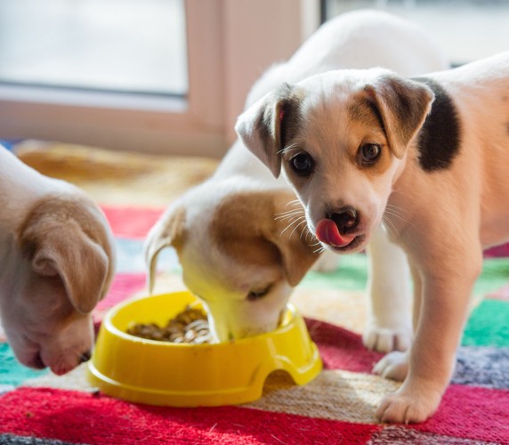 ごはんを食べる子犬たち