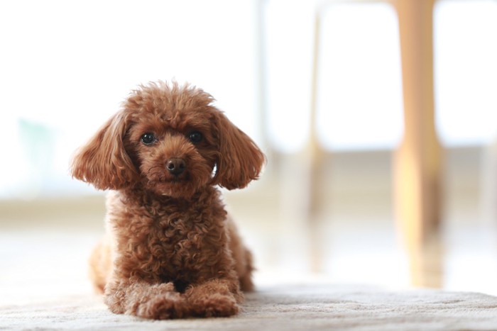 伏せをしている犬