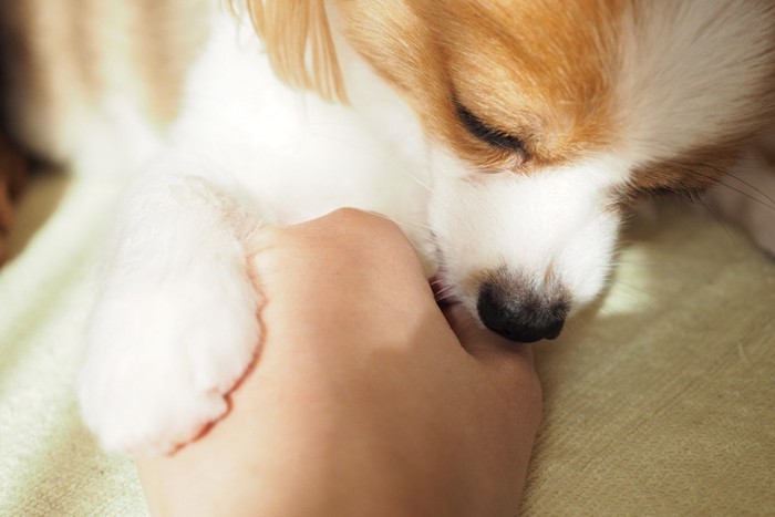 人の手を押さえて舐めている犬