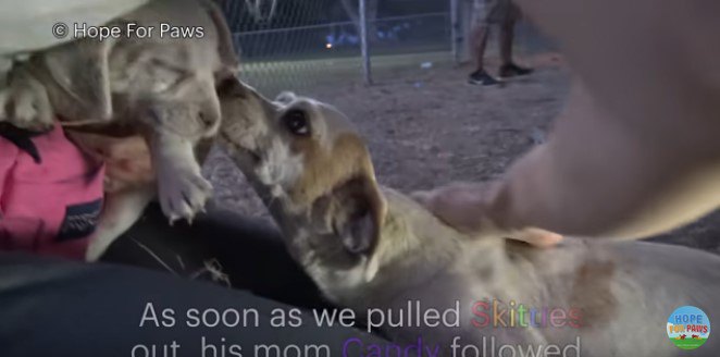 子犬を追って出てきた母犬