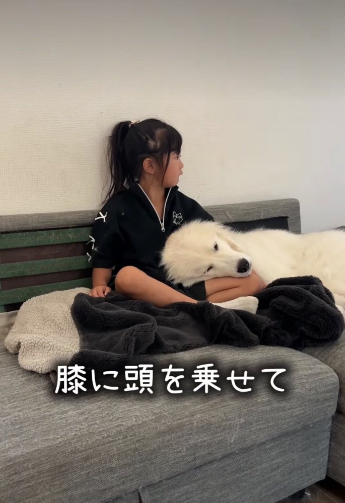 膝枕してもらう犬