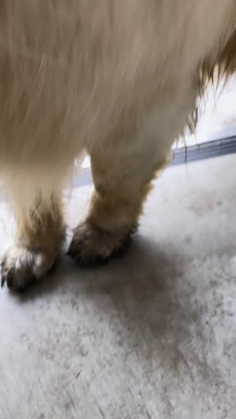 玄関の中に入る犬