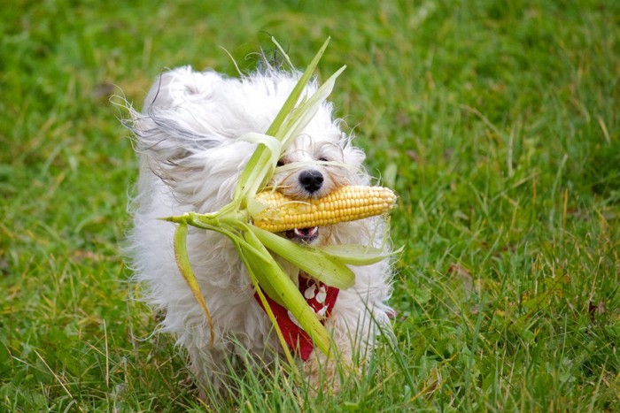 トウモロコシをくわえる犬