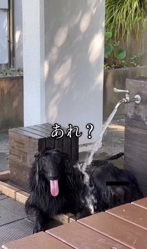 蛇口の水を浴びている犬