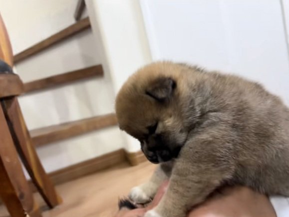 パパの顔の上に乗る子犬