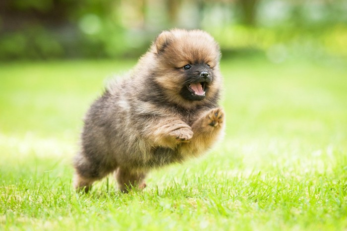 芝生を走る子犬