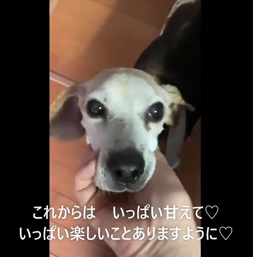 飼い主に顔を撫でられて優しい顔になる犬