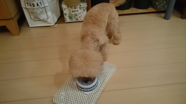 茹で汁の混ざった水を飲んでいる愛犬