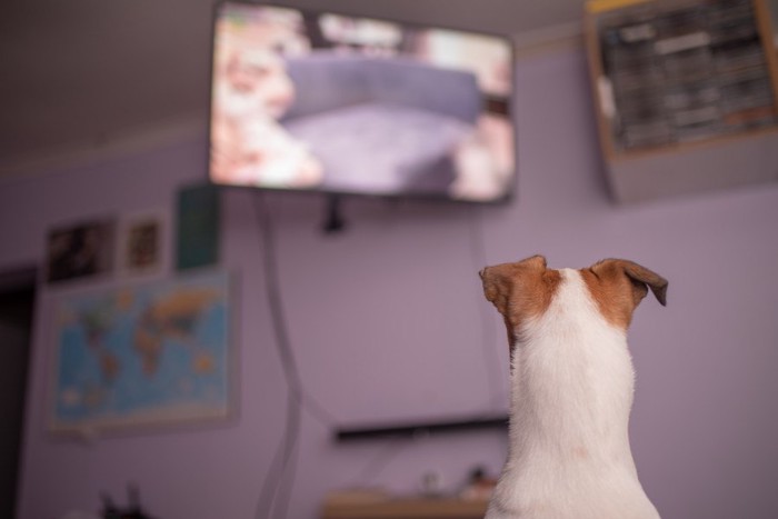 テレビと犬の後ろ姿