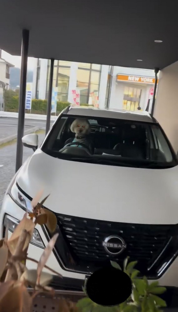運転席に座る犬