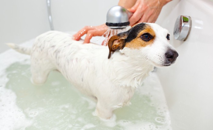 シャワーを浴びる犬