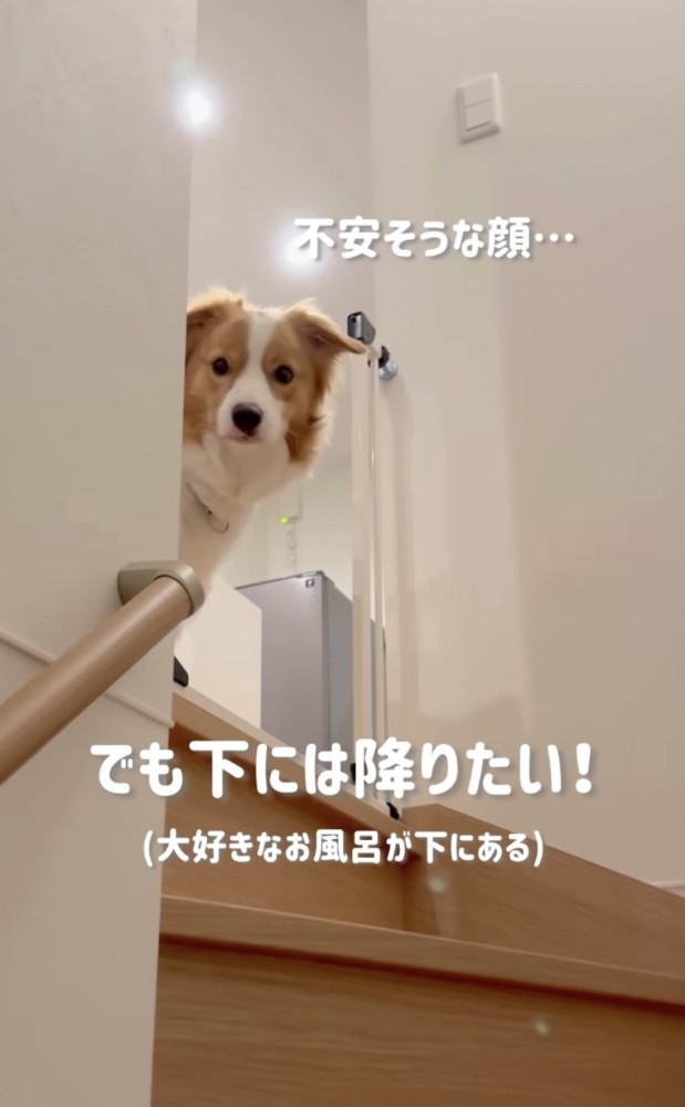 階段を降りられない犬