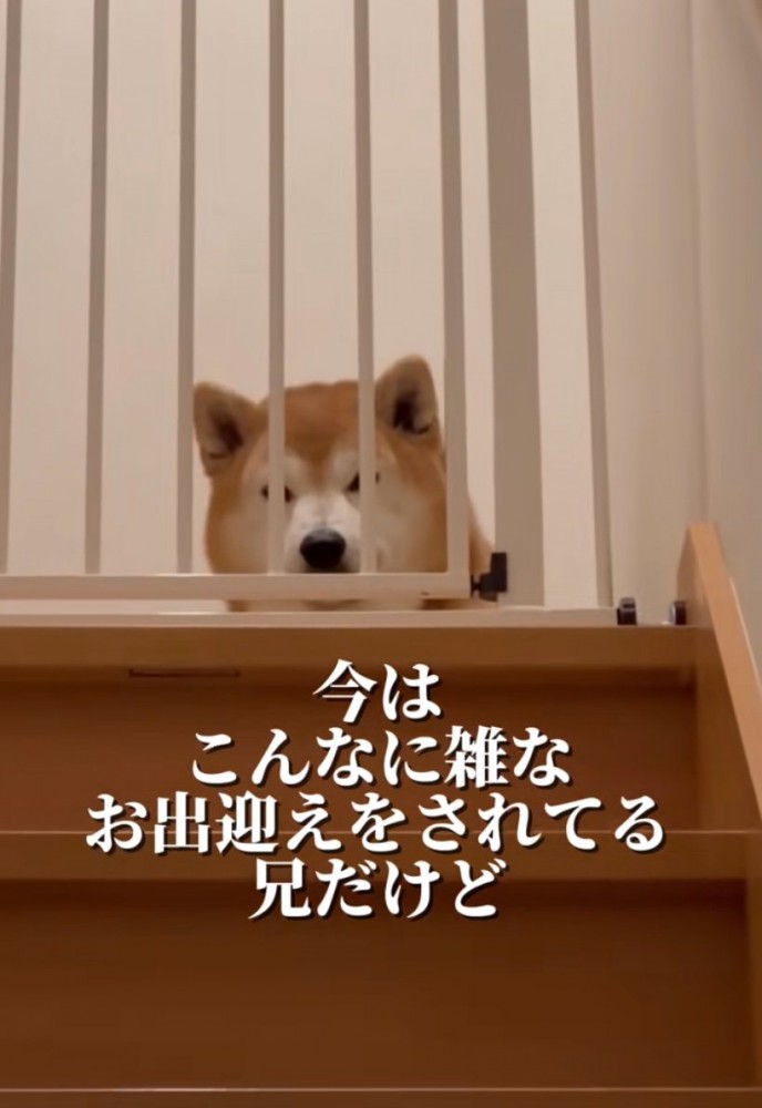 階段の上から出迎える柴犬