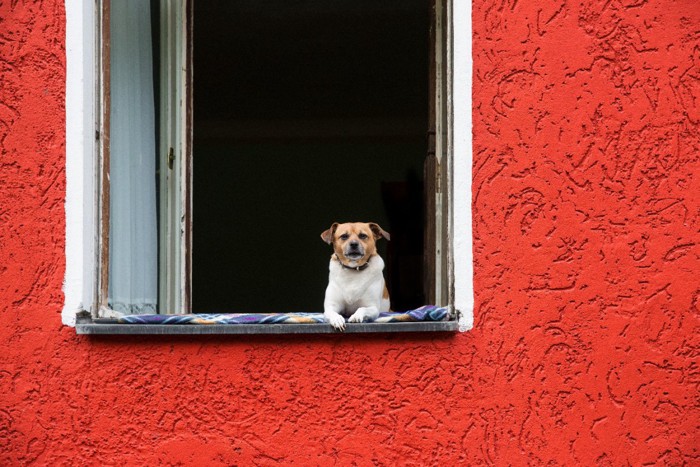 窓から吠える犬