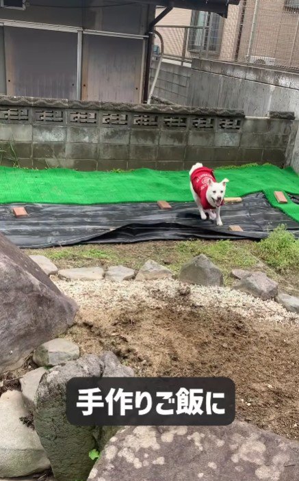 毎日手作りご飯を与えるように