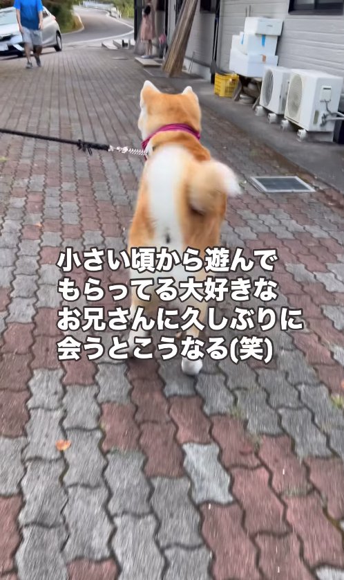 道を歩く秋田犬の後ろ姿