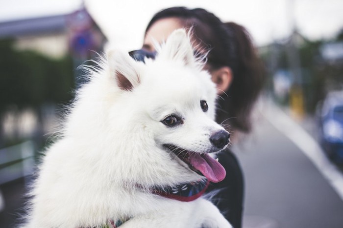 女性に抱っこされて嬉しそうな犬