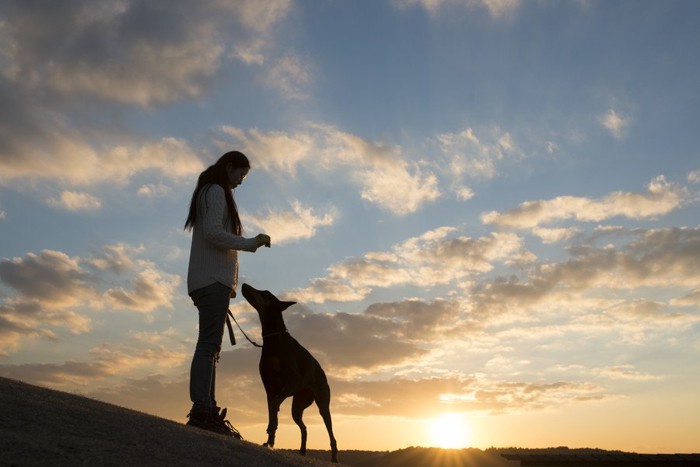 夕暮れの飼い主と犬