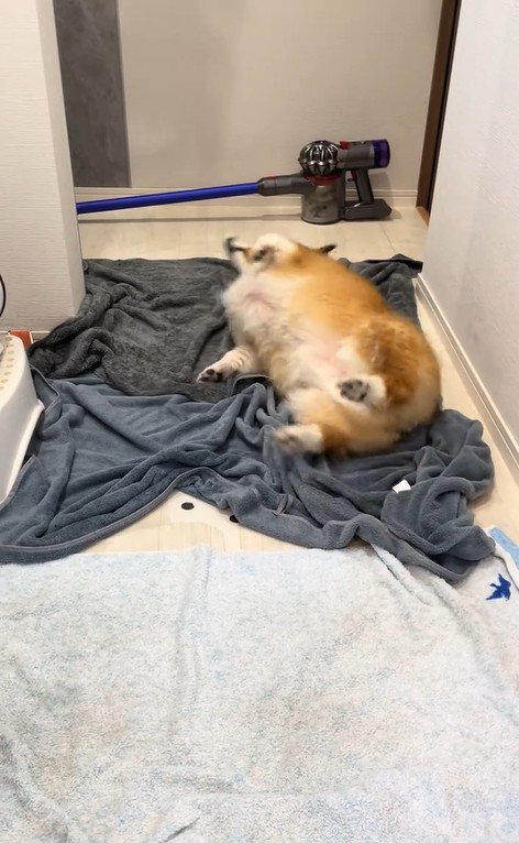 お風呂上がりのロイくん4