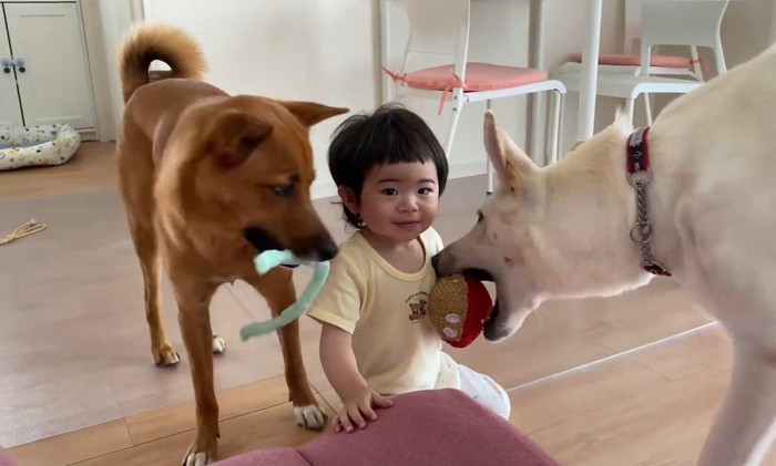 元保護犬2匹と赤ちゃんの日常2