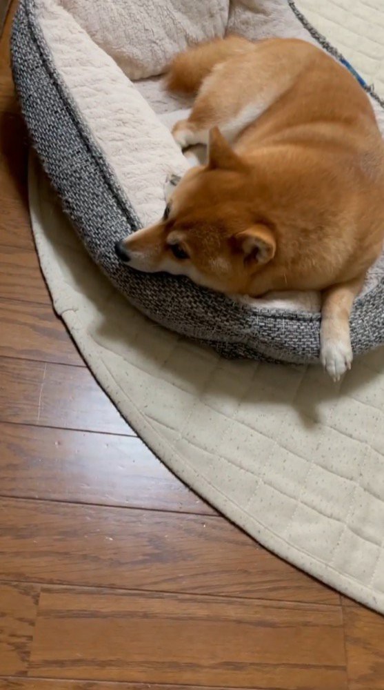 視線を女性に向ける犬