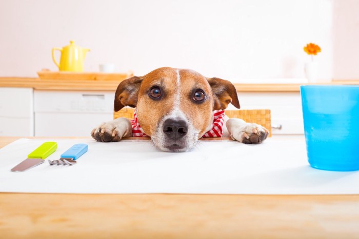 テーブルに顎と前足をのせている犬