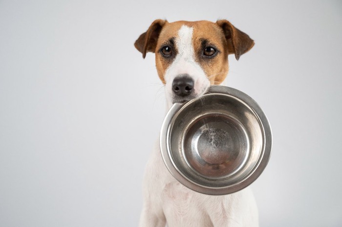 食器をくわえる犬