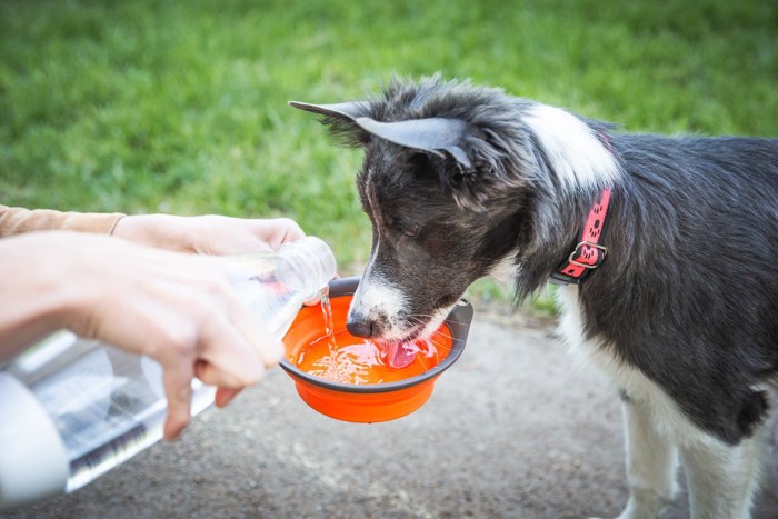 水を飲む犬、オレンジのカップ