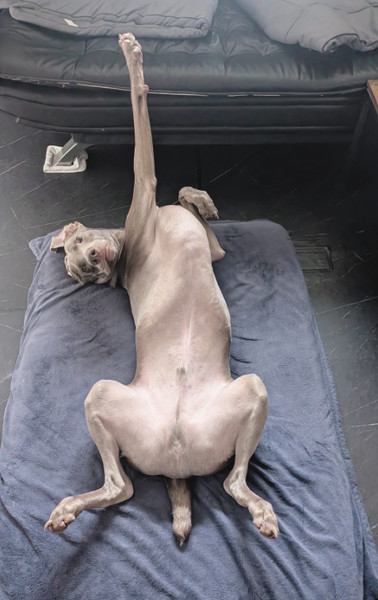 愛犬との幸せな暮らし
