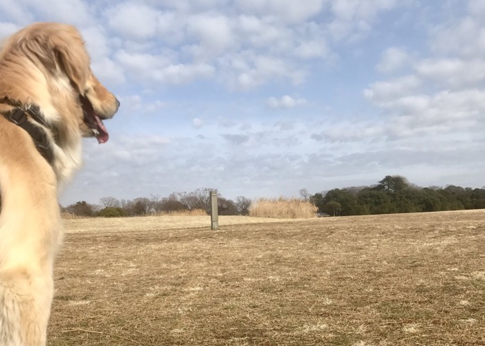 犬と畑