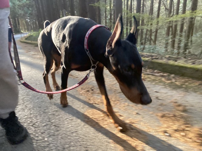 来たばかりの頃の愛犬