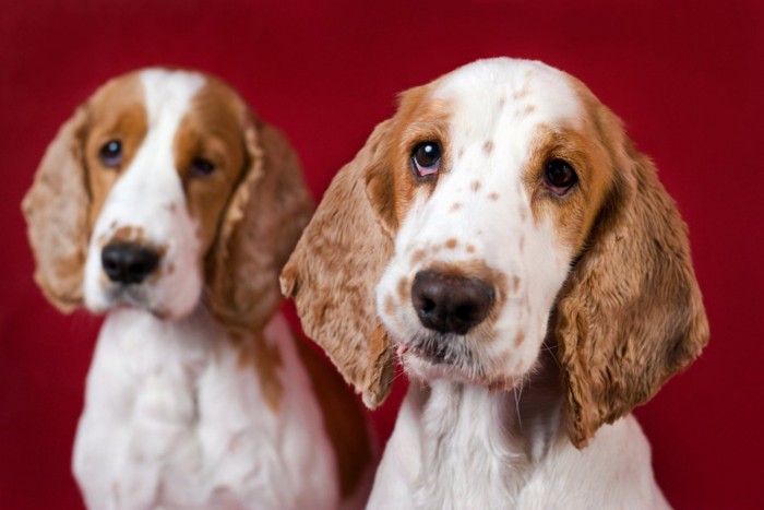 2匹の悲しそうな顔の犬