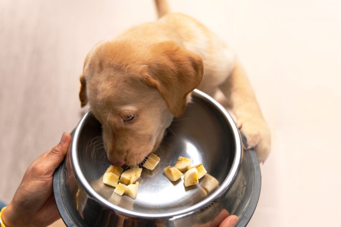 バナナを食べている子犬