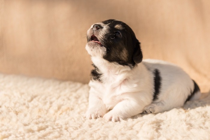 吠えている子犬