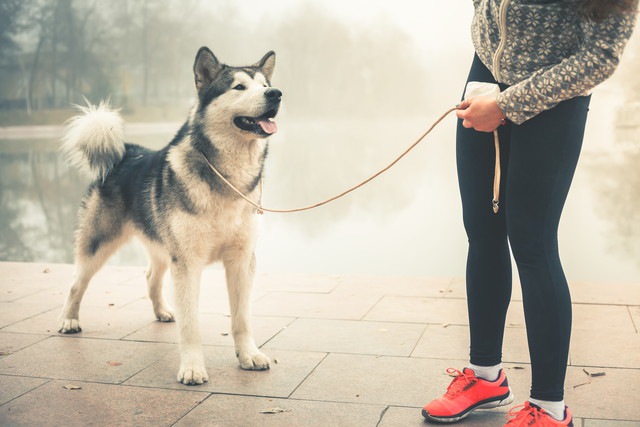 早朝に犬の散歩をする人