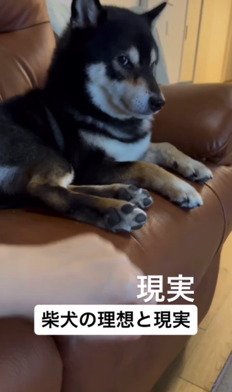 柴犬を飼う理想と現実8