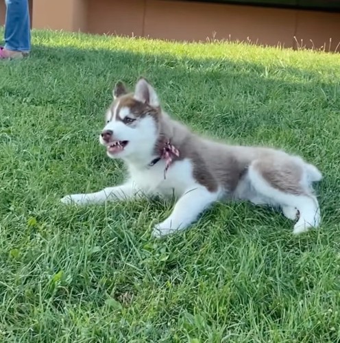 不機嫌な子犬